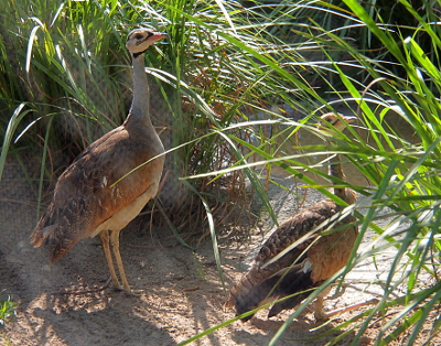 [The sitting birds is behind long grass and only partially visible. The standing bird has a white belly, a grey neck, brown back feathers, a white face with black stripes under the eyes and chin, and short light-colored beak. Its legs are light tan.]